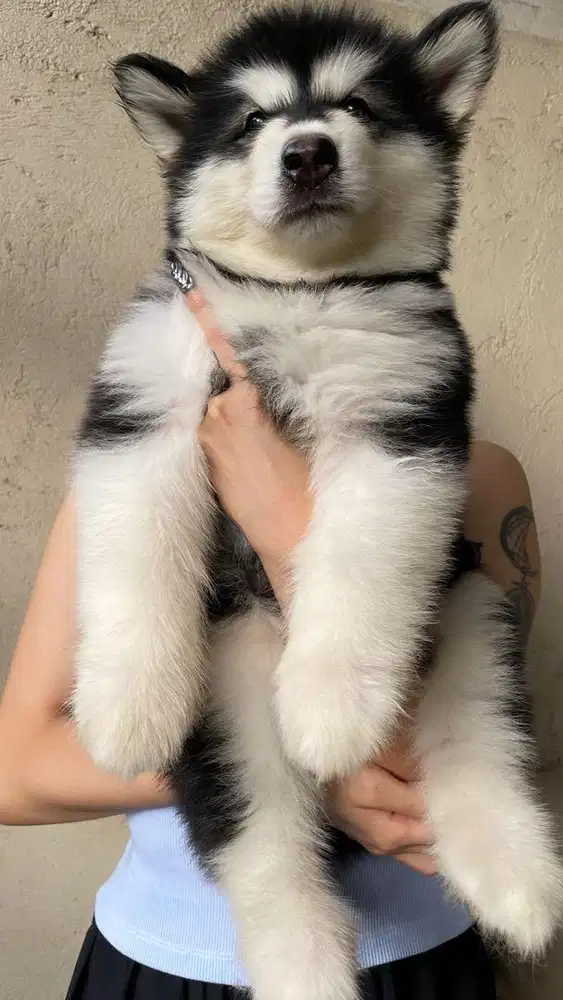 Alaskan Malamute