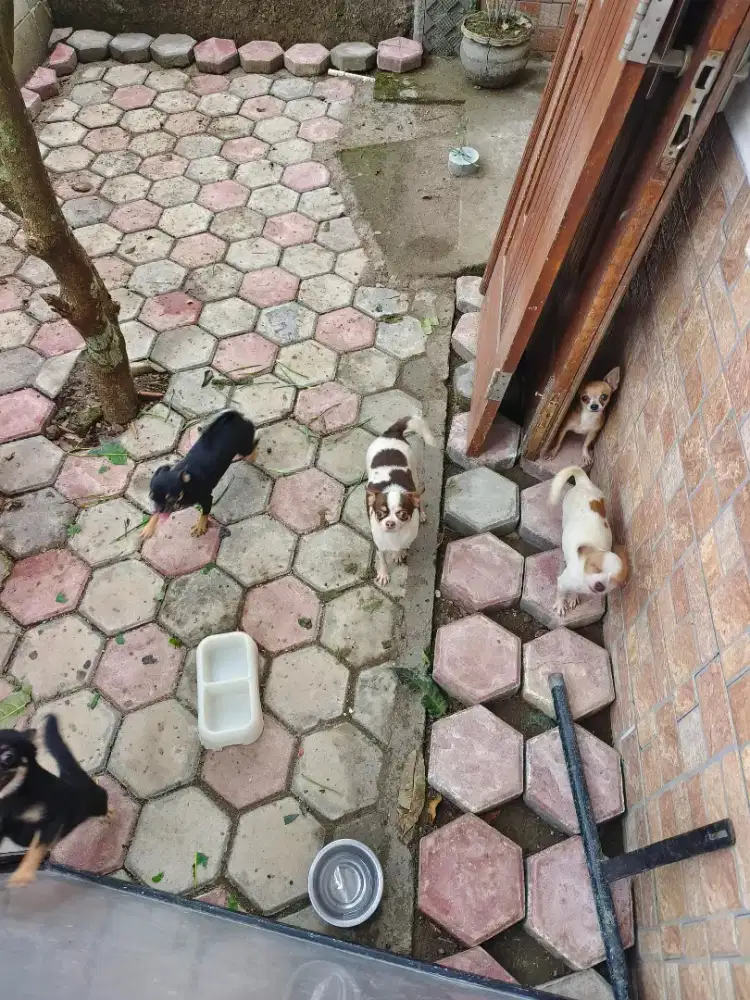 Cihuahua 4 betina dan 1 jantan BORONGAN MURAH