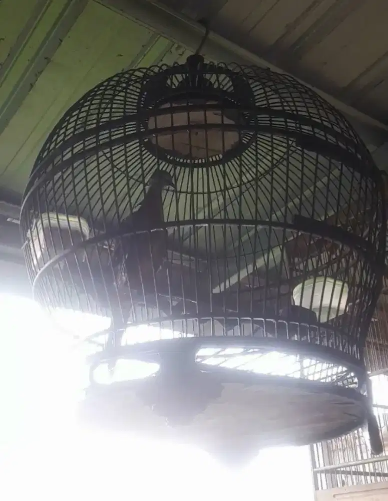 Derkuku klantan klangenan