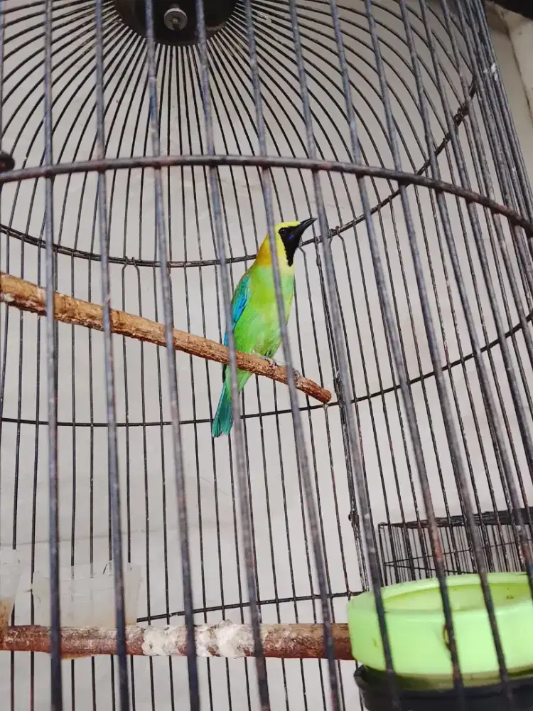 Jual Burung Cak Ranting Gacor