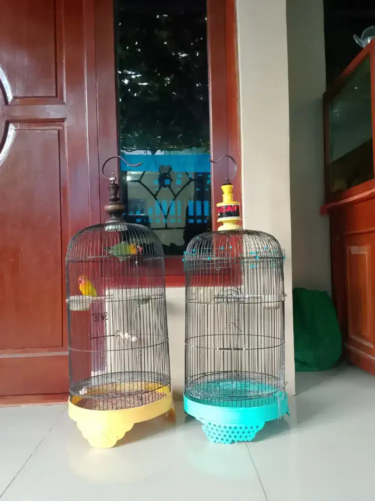 4 ekor 2 kandang borongan