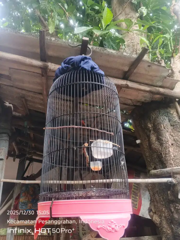 konin gacorr siap lomba