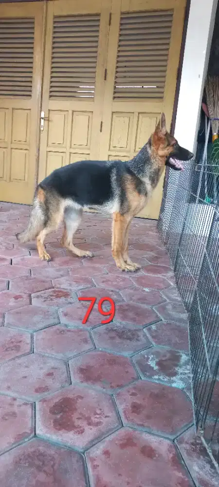 Anjing herder berkwalitas baik