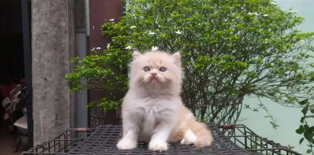 Kucing kitten jantan persia