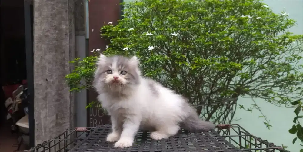 Kucing betina kitten persia