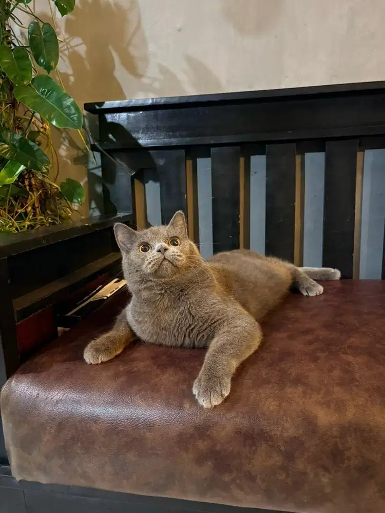 KUCING BSH BRITISH SHORTHAIR