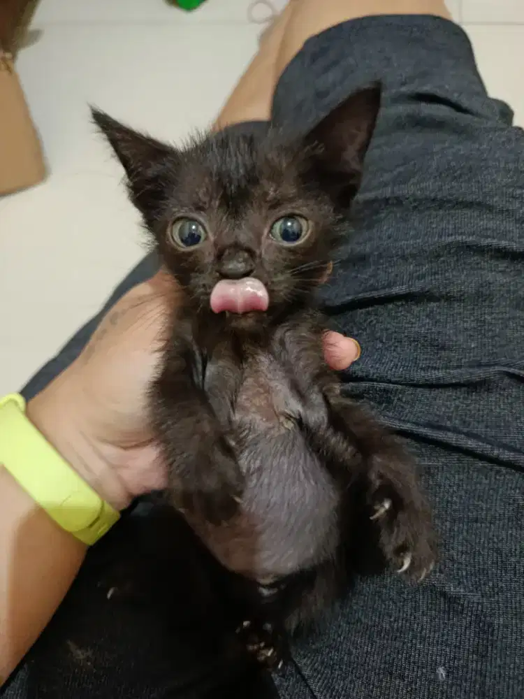 Munchkin non standar betina