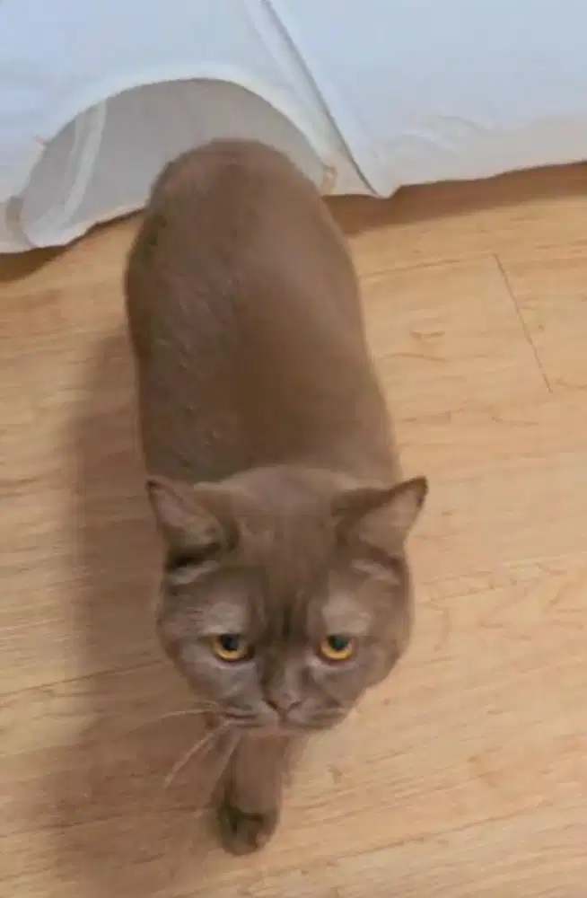 Kucing british shorthair cantik bsh