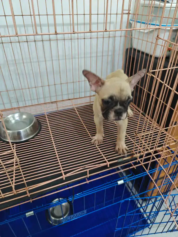 anak french buldog