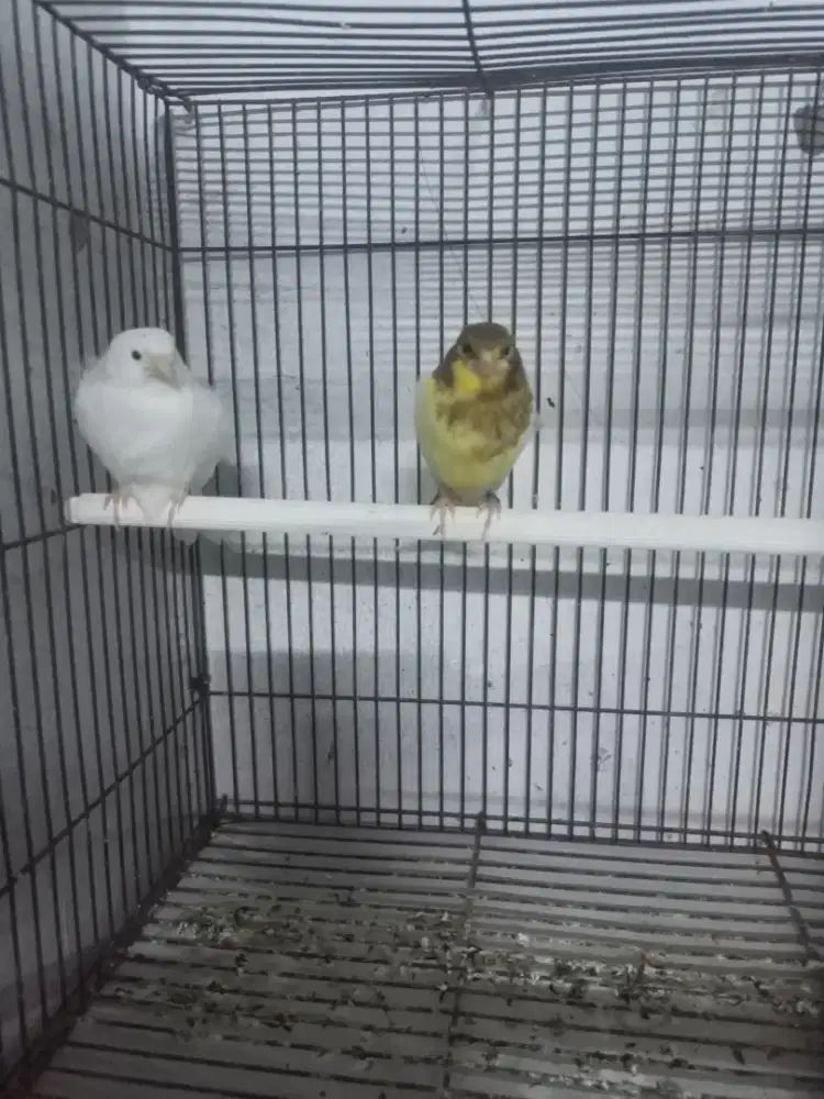 Paud AF f2ys x lokal