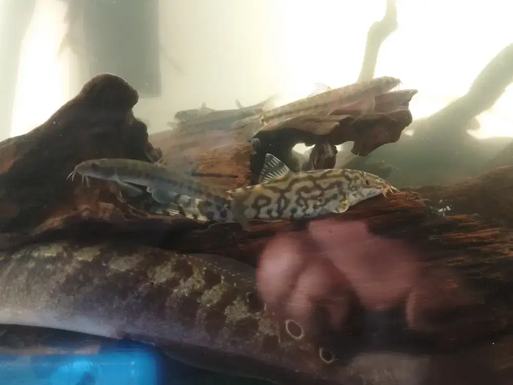 Ikan botia india jumbo