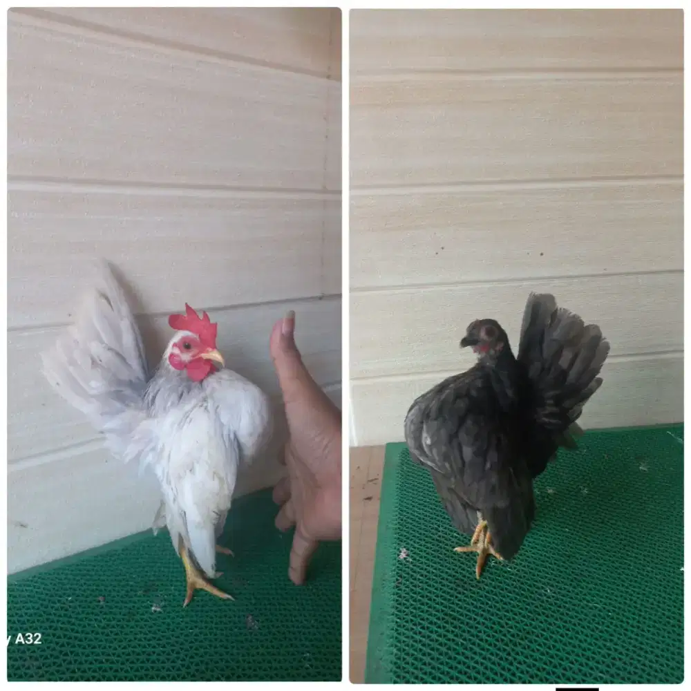 Ayam serama sepasang warna cantik