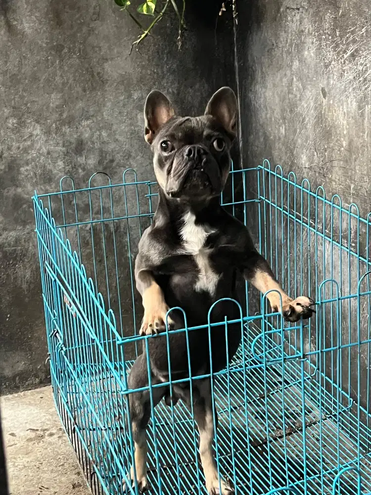 French bulldog exotic blue & tan