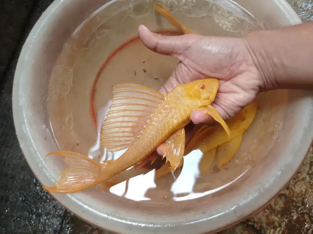 Ikan gibbecep albino jumbo