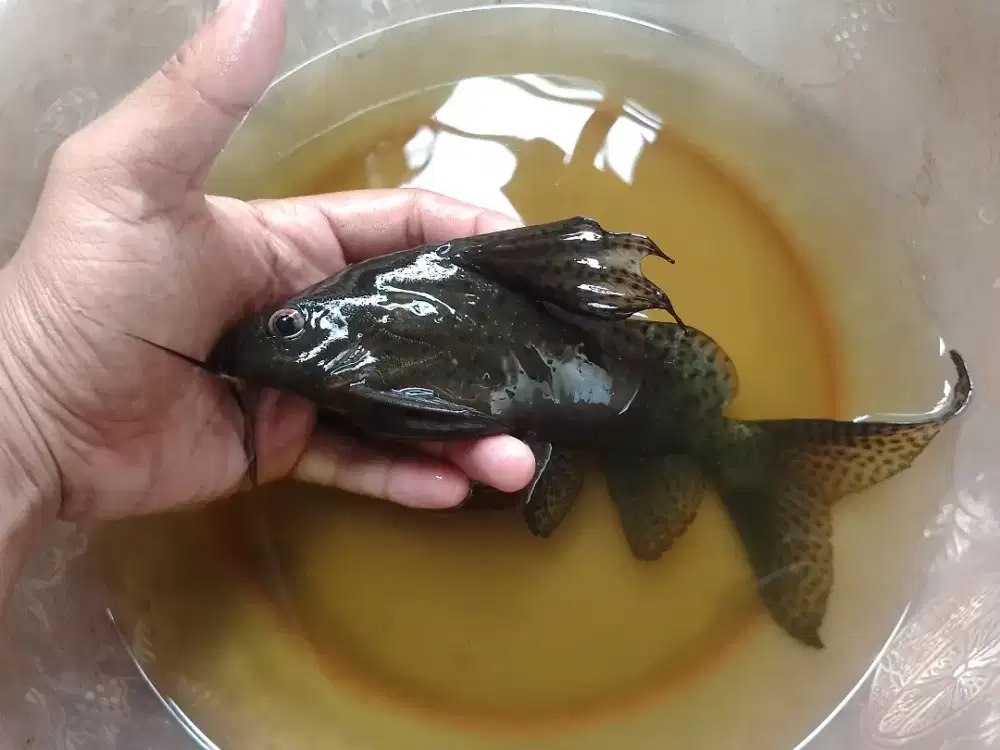Ikan synodontis catfish jumbo