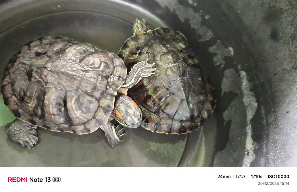 SEPASANG KURA KURA BRAZILIAN 4TAHUN