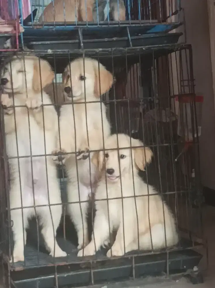 Golden puppies big bone