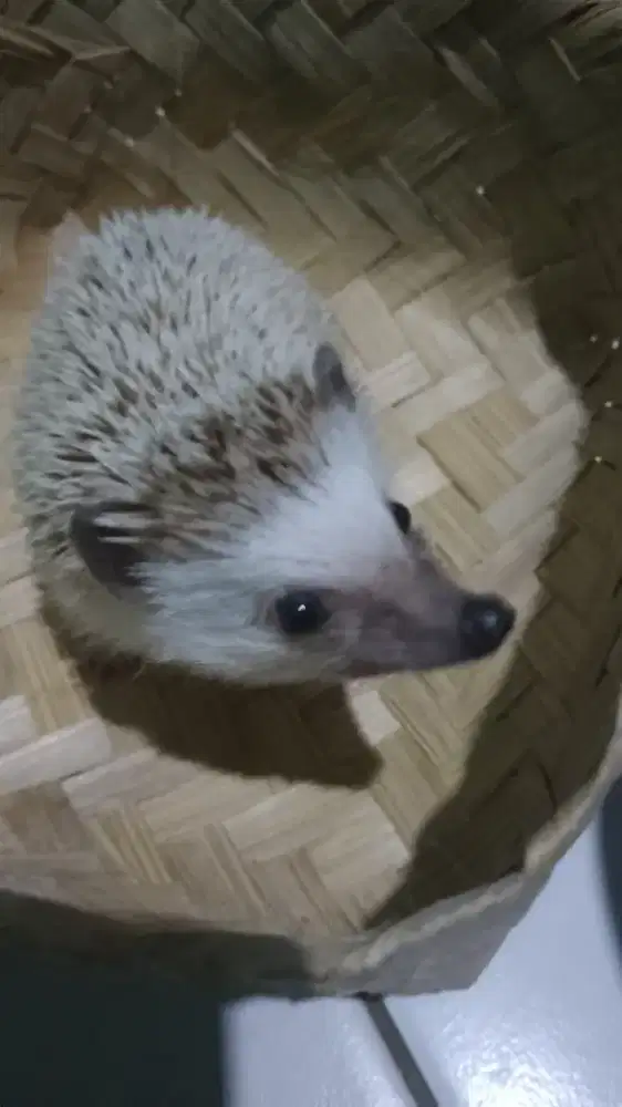 Landak mini salt n paper