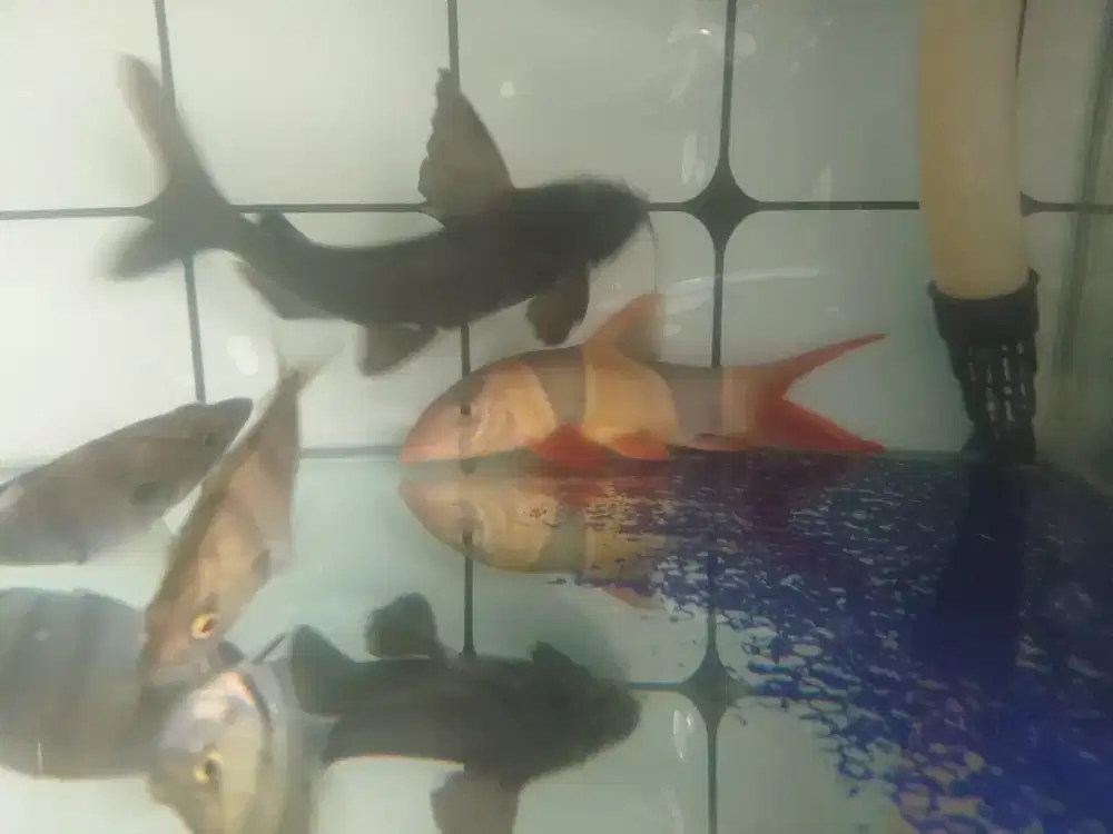 Ikan botia badut jumbo