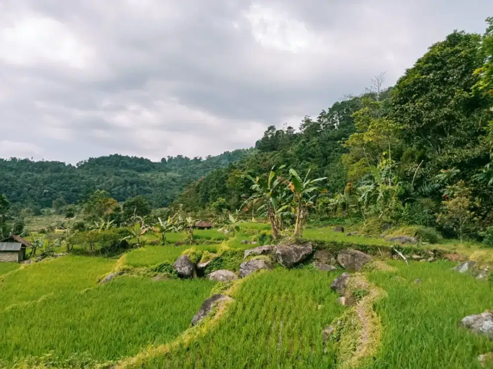 Dijual Murah Tanah Kebun Daerah Dingin Wisata Cihanjawar Purwakarta