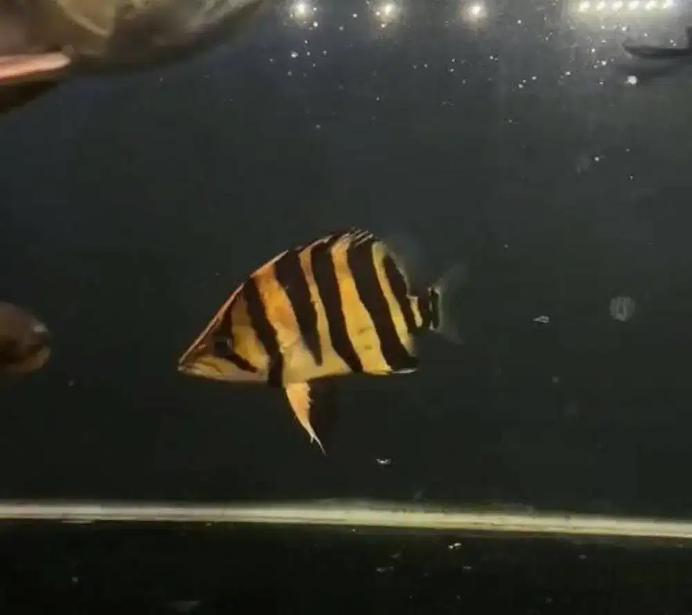 Ikan datz sumatera 4bar simetris