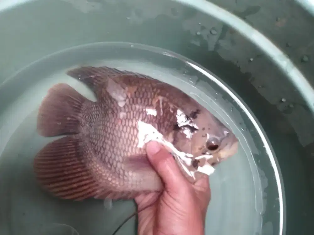 Ikan gurame soang short body