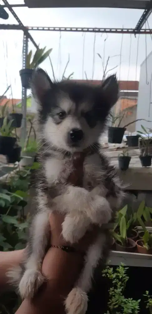 alaskan malamute