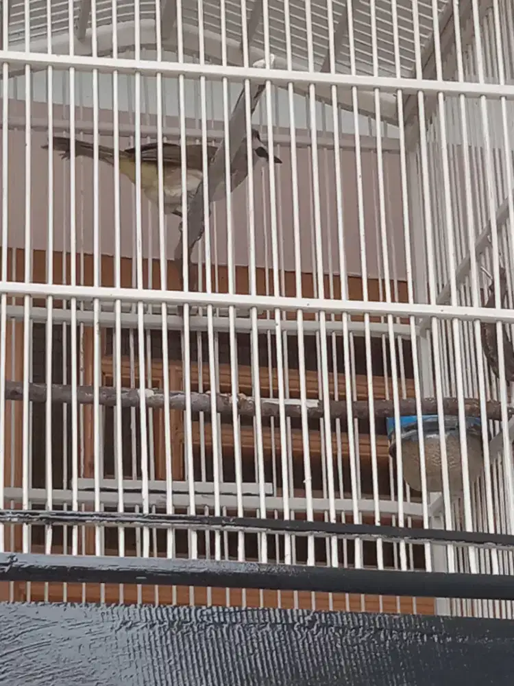 Burung crucukan kebo jantan mulus