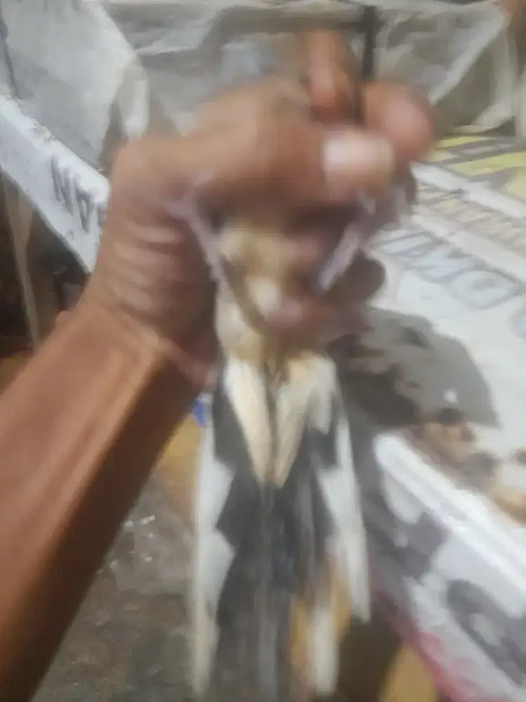 Perkutut local alam ekor 12 raja dino