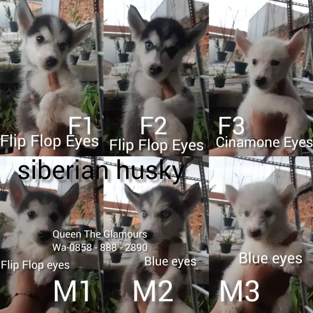 anak anjing siberian husky siberian husky puppies siberian husky