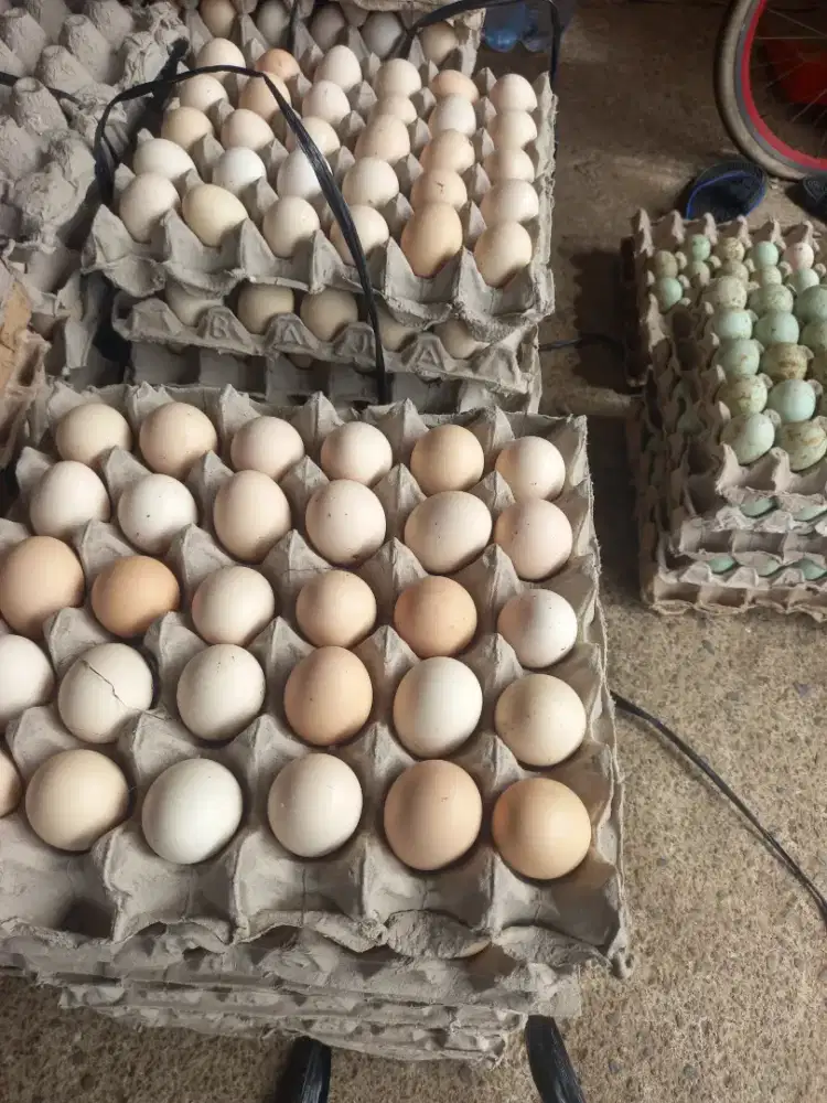 Telur ayam kampung omega