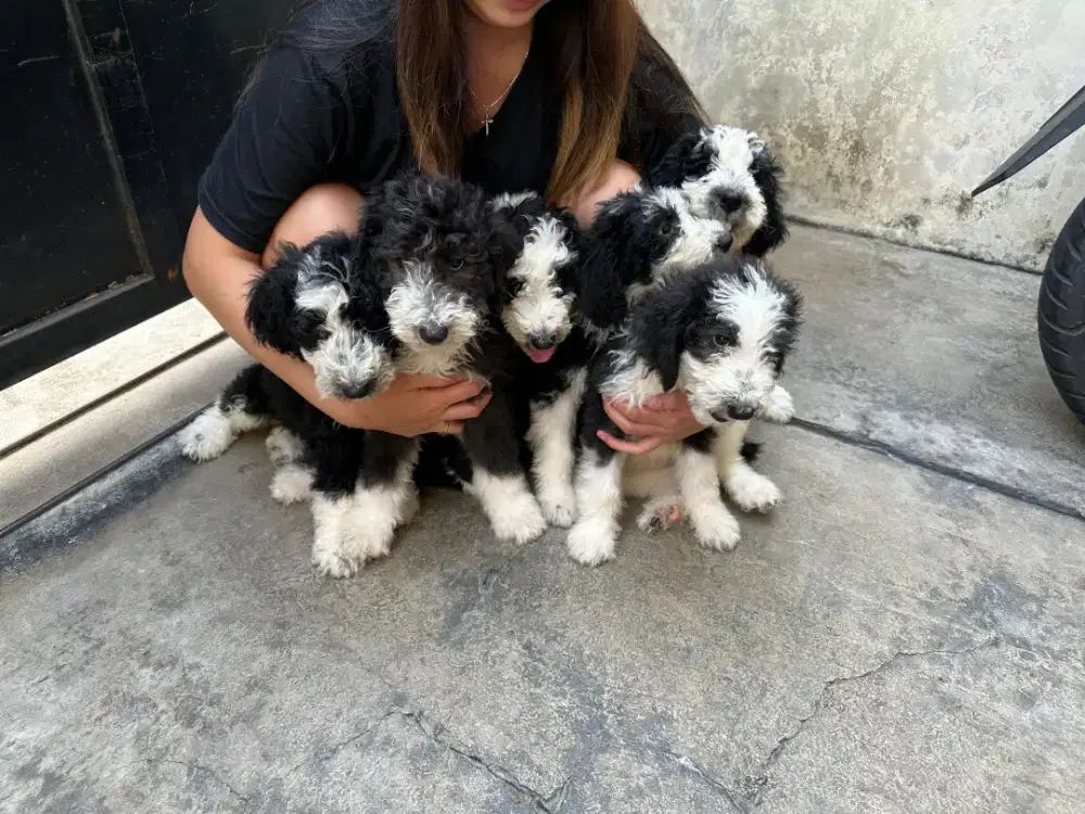 FS ! Anakan Giantpoodle tuxedo Silver !