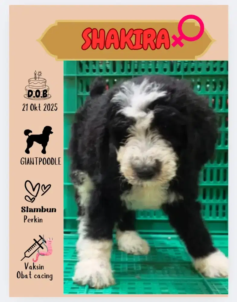 FS ! Puppy Giantpoodle BIG BONE