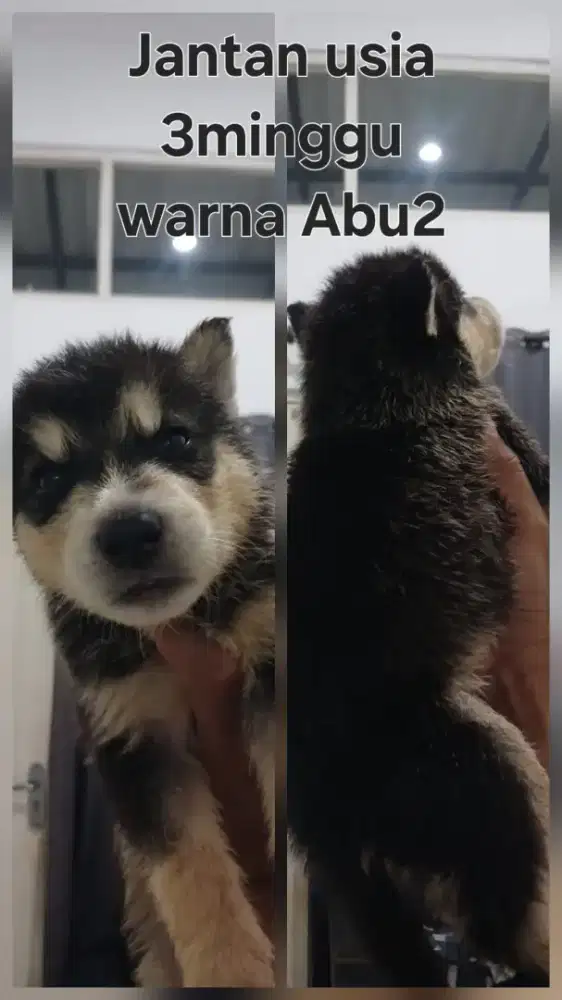 Monggo Husky Lucu