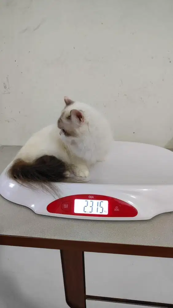 Kucing ragdoll betina birahi