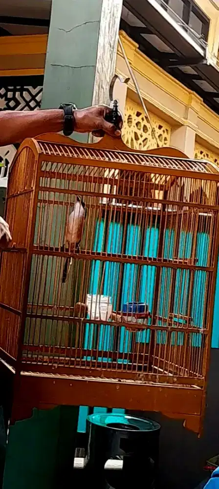 BURUNG PENTET JAWA GACOR MATERI MANTAP