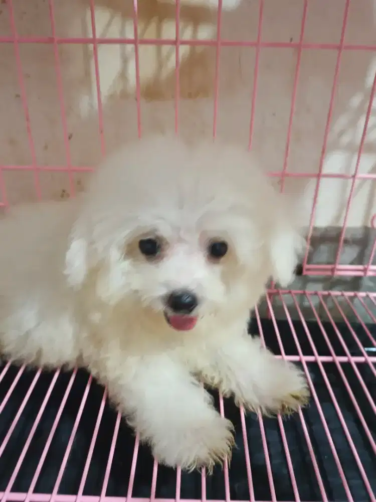 Bichon Frise Jantan