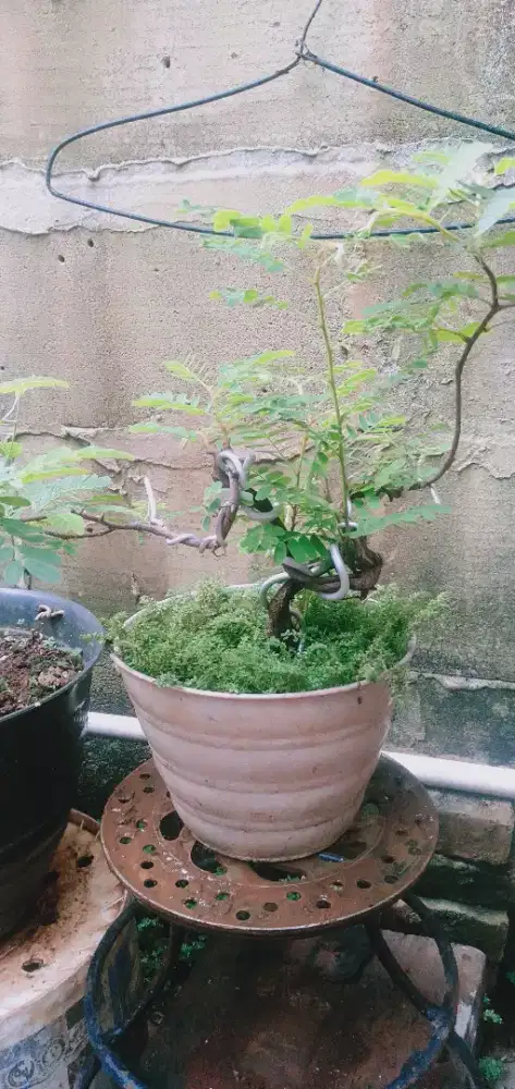 Bonsai asem jawa