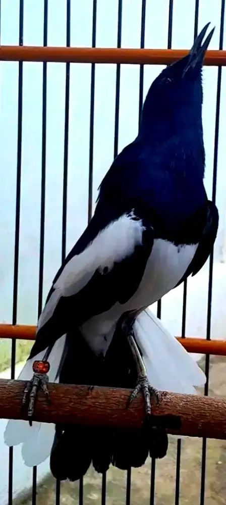 BURUNG KACER GACOR SUPER NGEPLAY  NGOBRA MENTAL BAJA