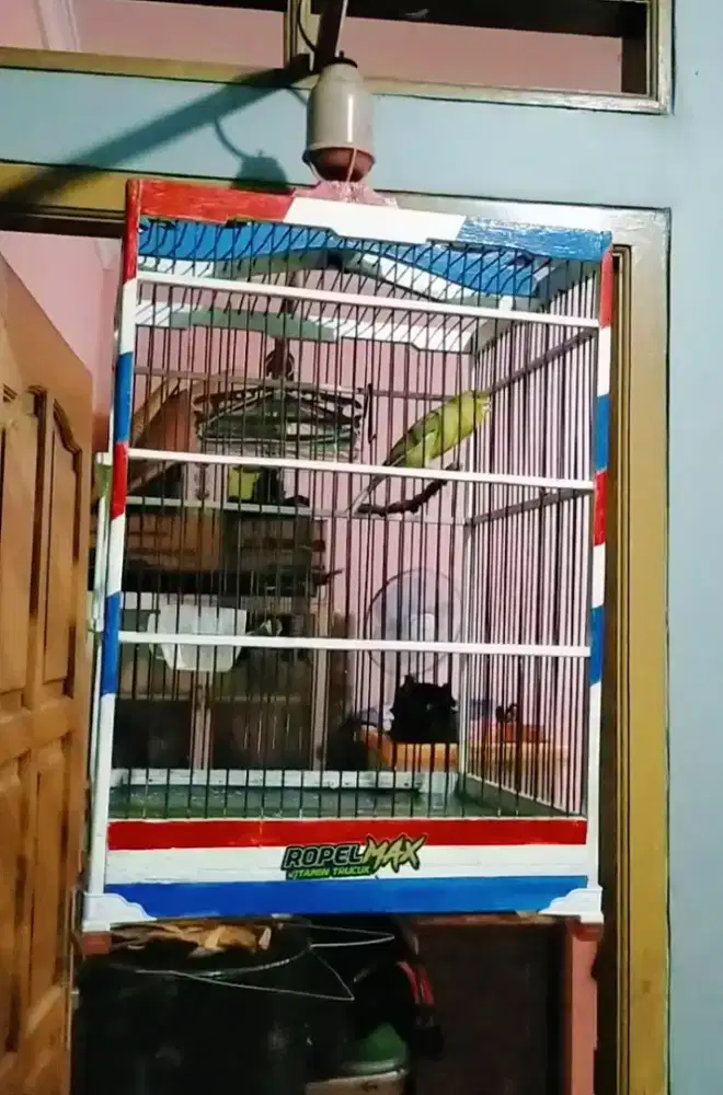 Burung kenari Af gacor