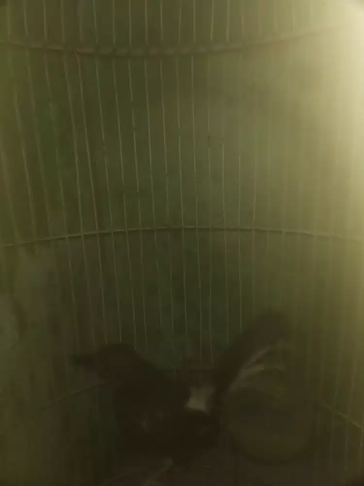 Murai trotol umur 1.5 bln udh purtot