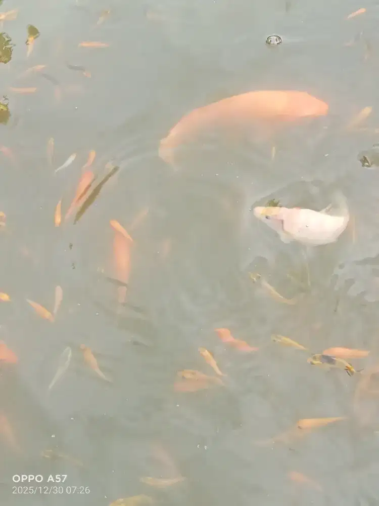 Anak ikan mas sehat dan bugar