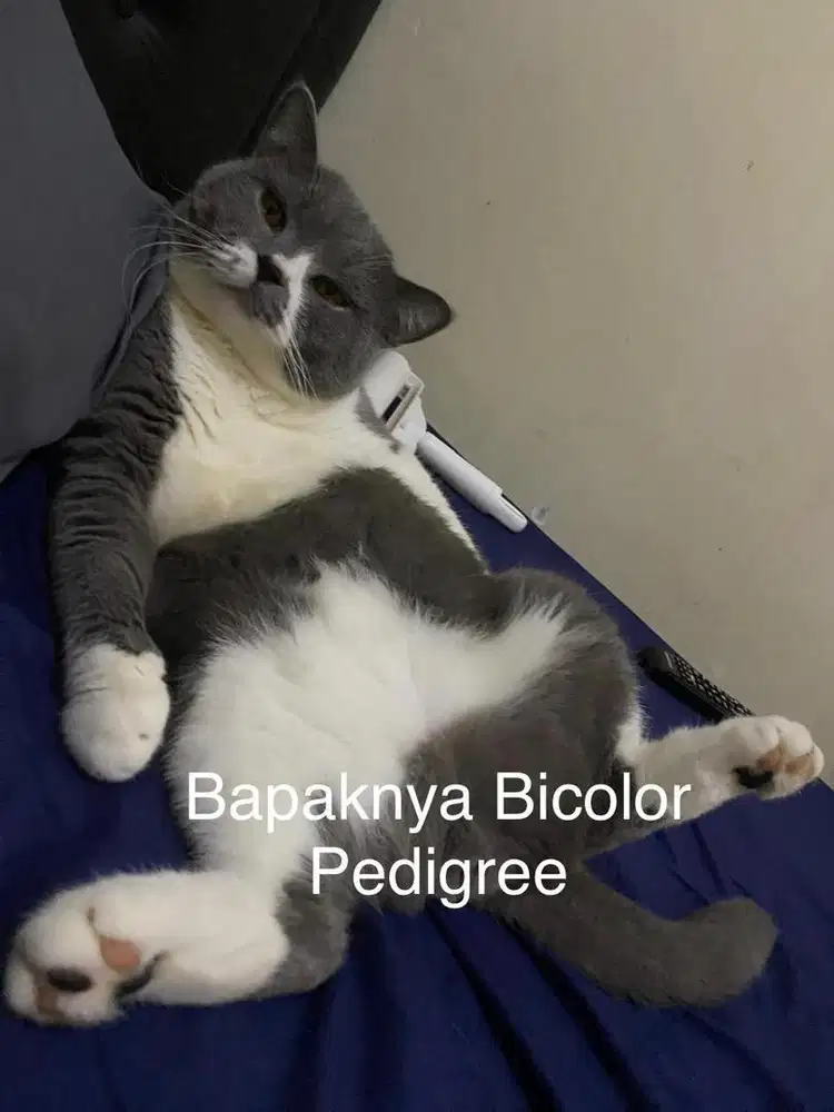 Open Adopt Kucing British Shorthair