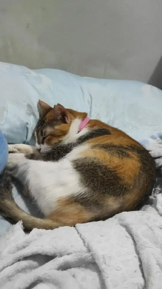 Dicari asisten rumah tangga