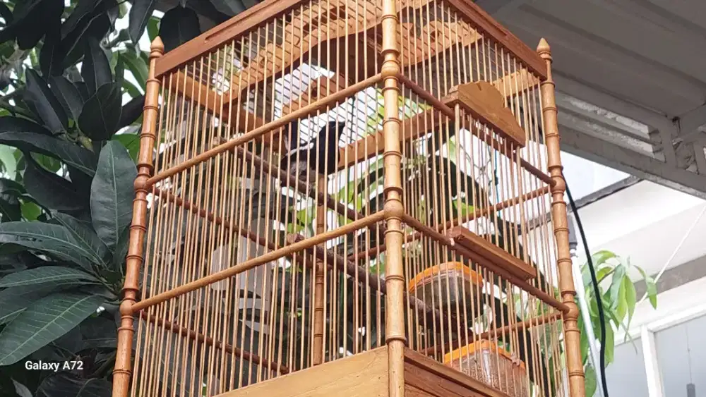 Kacer jatim jantan deeasa bunyi