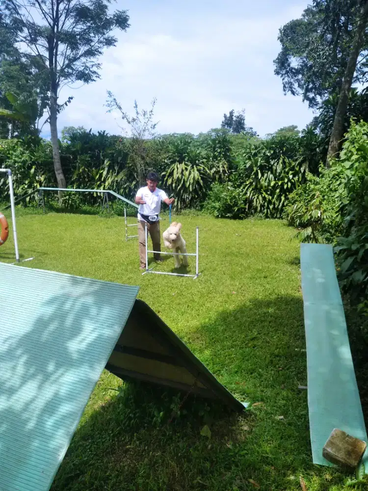 Jasa dog and cat walker/groomer/kennel/ trainer harian