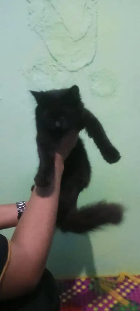 Betina full hitam, usia 4 bulan jalan