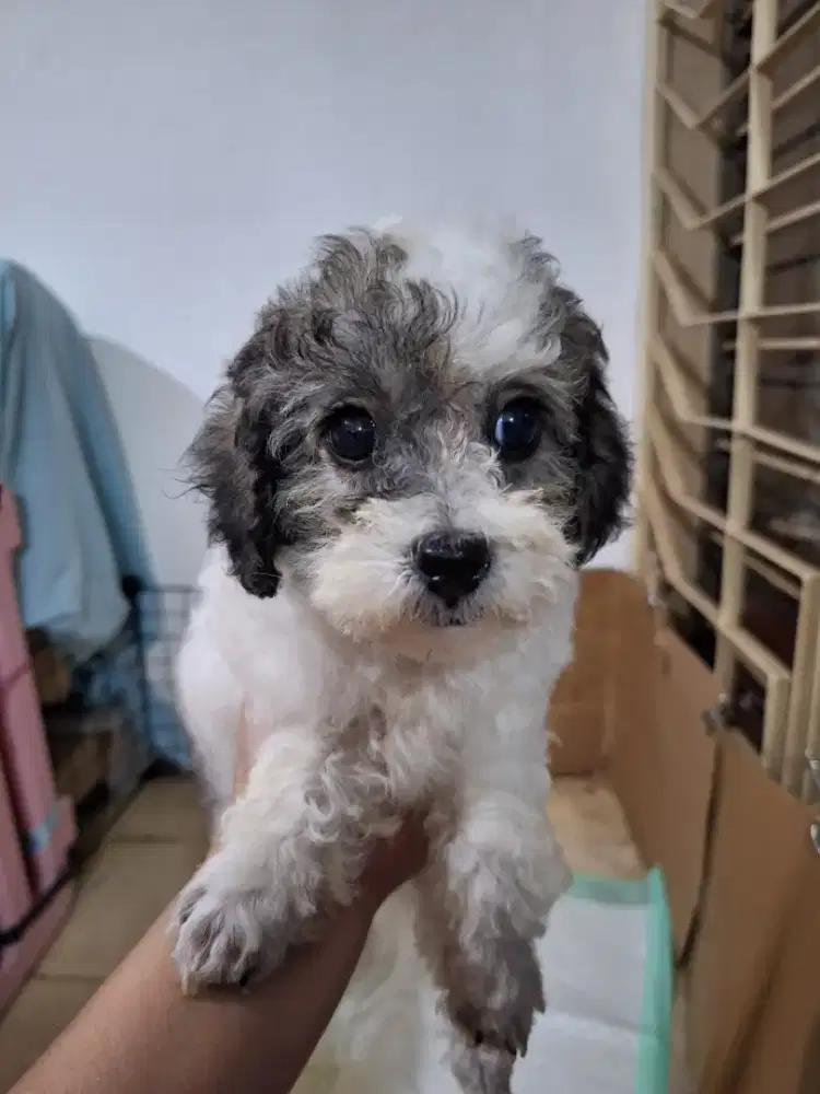 Poochon party betina 3 color warna jarang