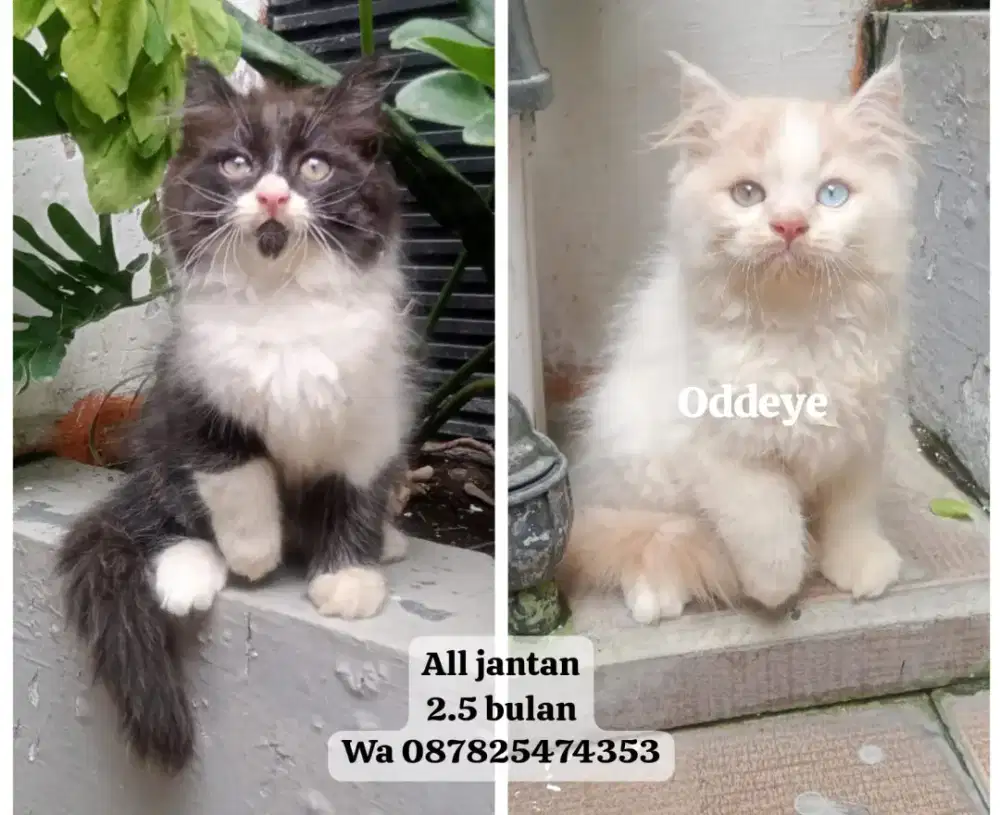 Kucing persia gimbul