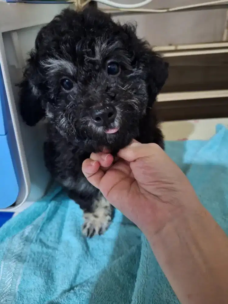 Poochon jantan silver mismark